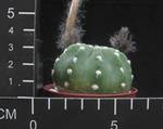 Echinopsis eyriesii