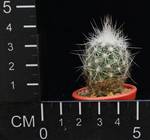 Escobaria duncanii