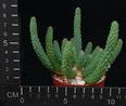 Euphorbia caput medusae