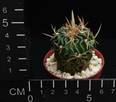 Echinofossulocactus arrigens