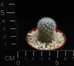 Escobaria orcutii