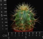 Ferocactus hystrix