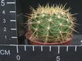 Ferocactus hystrix