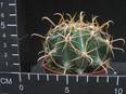 Ferocactus recurvus