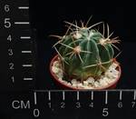 Ferocactus macrodiscus