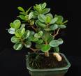 Ficus panda