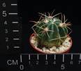 Ferocactus macrodiscus