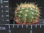 Ferocactus hystrix