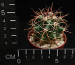 Ferocactus acanthodes
