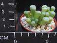 Fenestraria aurantiaca