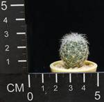 Gymnocactus knuthianus