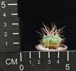 Gymnocalycium ferox ferocior