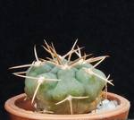 Gymnocalycium mazanense v. ferox