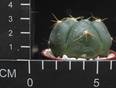 Gymnocalycium horstii