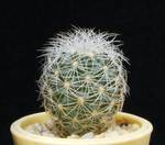 Gymnocactus knuthianus