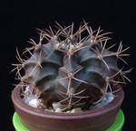 Gymnocalycium mihanovichii v.stenogonum