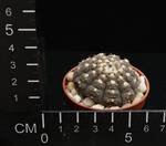 Gymnocalycium kieslingii