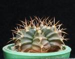 Gymnocalycium mihanovichii v.stenogonum