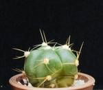Gymnocalycium horstii