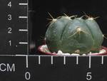 Gymnocalycium horstii