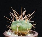 Gymnocalycium ferox ferocior