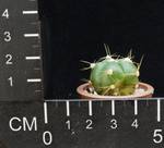 Gymnocalycium horstii