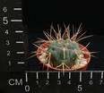 Gymnocalycium guanchinense