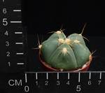 Gymnocalycium denudatum