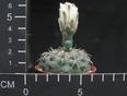 Gymnocalycium baldianum