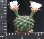 Gymnocalycium leptanthum