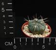 Gymnocalycium mazanense v. ferox
