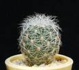 Gymnocactus knuthianus