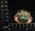 Gymnocalycium chiquitanum