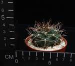 Gymnocalycium ochoterenai