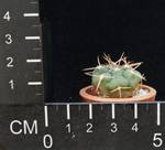 Gymnocalycium mazanense v. ferox