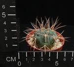 Gymnocalycium guanchinense