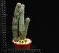 Hoodia bainii
