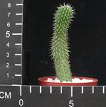 Hoodia gordonii