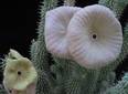 Hoodia gordonii