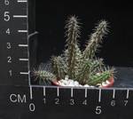 Huernia pillansii x huernia