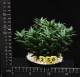 Haworthia viscosa