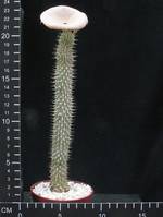 Hoodia gordonii