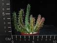 Huernia keniensis