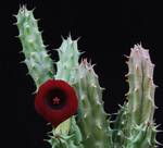 Huernia macrocarpa20107
