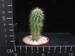 Hoodia gordonii