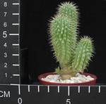 Hoodia macrantha