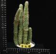 Hoodia gordonii