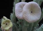 Hoodia gordonii