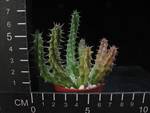 Huernia keniensis