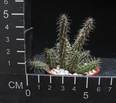 Huernia pillansii x huernia
